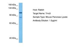 TMC5 Rabbit anti-Mouse, Polyclonal, Novus Biologicals 0.1 mL | Buy Online | Novus Biologicals | Fisher Scientific